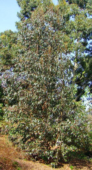 Trævlebark-eukalyptus. Eucalyptus obliqua. Træ. Wisley Gardens. 2009