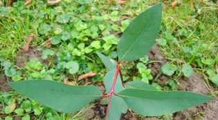 Wolgan sne-eukalyptus. Eucalyptus gregsoniana. Ungdomsblade
