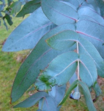 Blade hos skinnende eukalyptus, Eucalyptus nitens