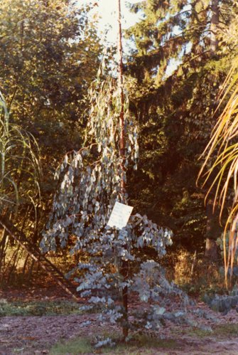 Gunni-eukalyptus med voldsom tilvækst. Eucalyptus gunnii på Overgaard Gods 1973