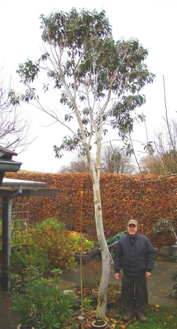 Et af de smukkeste eukalyptustræer i Danmark. Sne-eukalyptus. Eucalyptus pauciflora ssp. debeuzevillei. Sønderborg