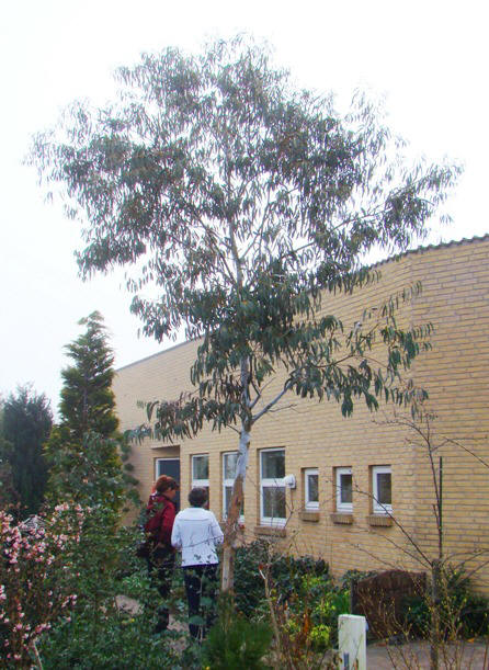 Et af de smukkeste eukalyptustræer i Danmark. Spinning eukalyptus. Eucalyptus perriniana. Risskov, Århus
