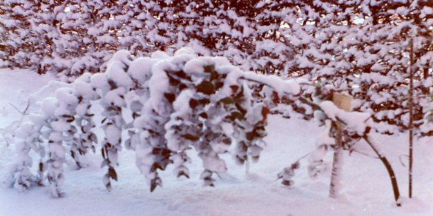 Gunni-eukalyptus med sne. Marts 1975 Eucalyptus gunnii på Overgaard Gods