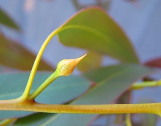 Blomsterbundtknop. Ukendt eukalyptus. Gråsten 2009